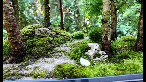 Larch Bonsai Forest July 2015 Youtube