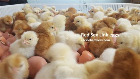 Red Sex Link Fertile Hatching Eggs For Sale Fresh Fertile Eggs Cackle Hatchery®