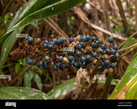 Blue Berries Of Australian Native Ginger Alpinia Caerulea Growing In