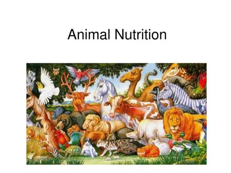 Ppt Animal Nutrition Powerpoint Presentation Free Download Id1454567
