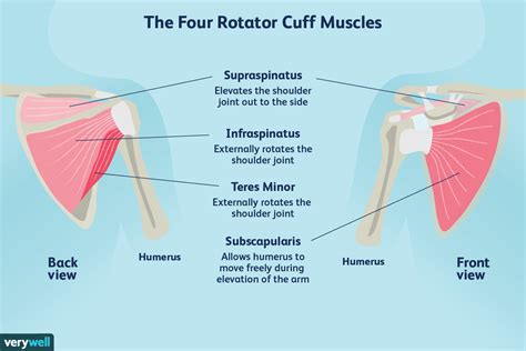 Shoulder Tendon Anatomy Diagram Rotator Cuff Injury Symptoms And