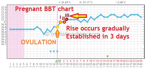 Why Is Bbt Rising After Ovulation Pregnant Charts
