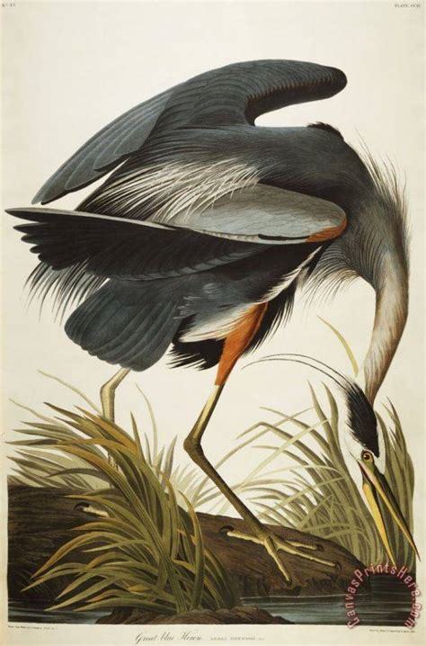 John James Audubon Great Blue Heron Art Print For Sale