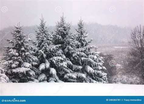 Four Pine Trees Covered In Snow During A Snowstorm In Wisconsin Stock
