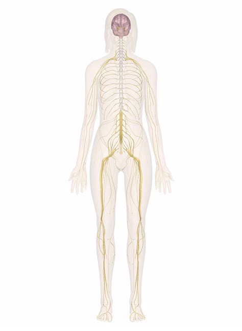 The Human Nervous System Interact With Diagrams And Descriptions Of