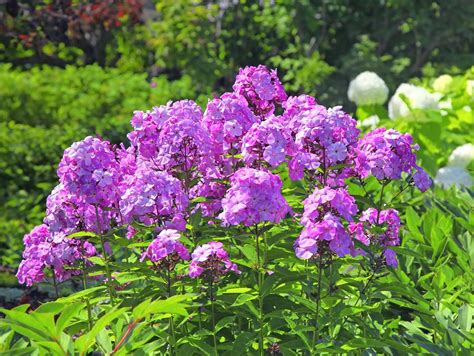 Tall Pink Perennial Phlox In The Summer Garden Longfellows Greenhouses