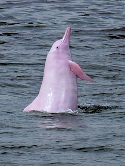 White Dolphins In S China Account Half Of Its Population In China Cgtn