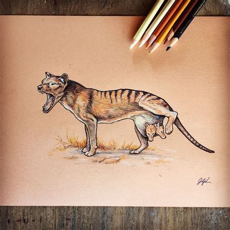 Zoologyillustration“ Thylacine Aka Tasmanian Tiger” Animal