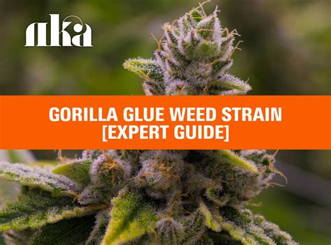 Gorilla Glue Weed Strain Expert Guide — No Kids Allowed Dc