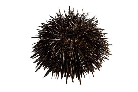 Fresh Sea Urchin Transparent Png Stickpng