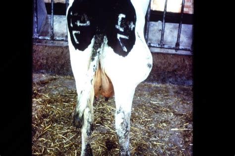 Skin Abscess In Cows Bovis Vetlexicon