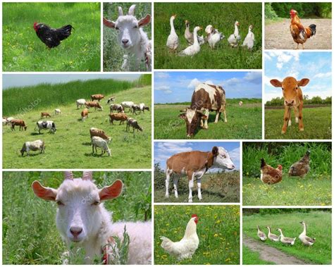 Real Farm Animals Collage Wallpapers Gallery