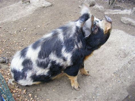 Kune Kune Pig Chessington Zoo Categorykunekune Wikimedia Commons