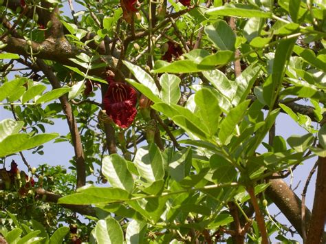 Kigelia Africana Sausage Tree Worsboom Muvevha Moporota Modukguhlu