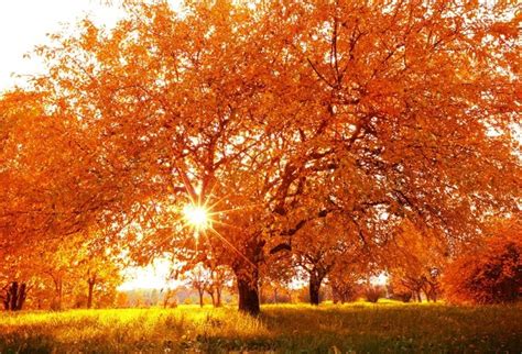 Lfeey 5x3ft Autumn Scene Background For Pictures