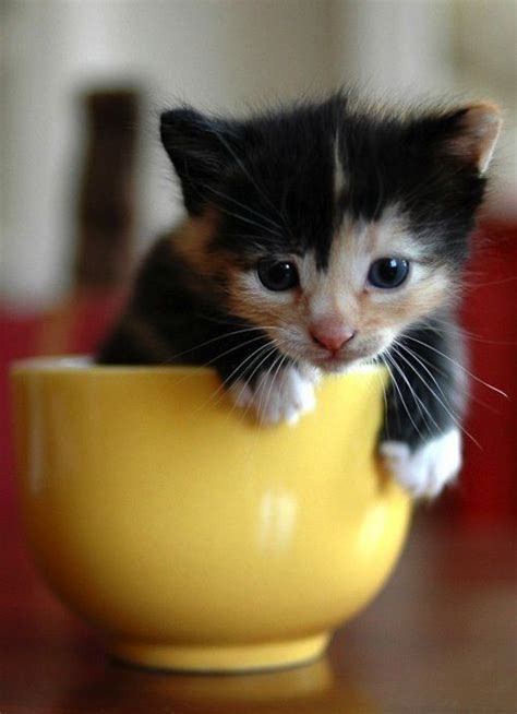 25 Adorable Animals In Cups Teacup Kitten Teacup Cats Kittens Cutest