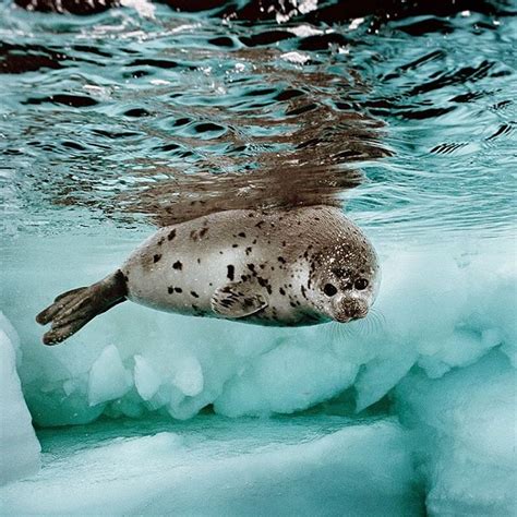 National Geographic On Instagram “photo By Brianskerry A Harp Seal