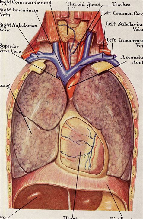 It is enclosed by the ribs, the vertebral column, and the sternum, or breastbone, and is separated from the abdominal cavity (the body's largest hollow space) by a muscular and membranous partition, the diaphragm. Human Anatomy Lungs Respiratory System Vintage Medical