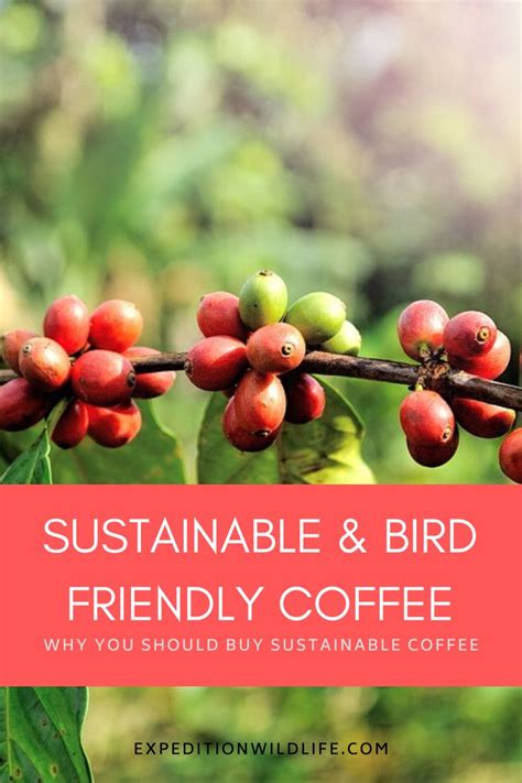 Sustainable And Bird Friendly Coffee Types Of Coffee Beans Coffee