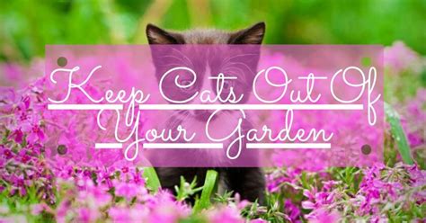 You can just put wet coffee grounds in your regular compost or sprinkle by itself. 5 Ways to Keep Cats Out of Your Yard | TreillageOnline.com