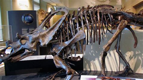 Two New North American Dinosaur Species Discovered Mental Floss