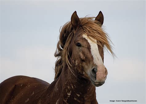 Best Tips And Places To Photograph American Wild Horses — Destination