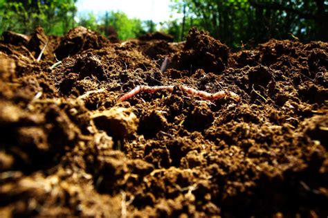 The Importance Of Garden Worms Kellogg Garden Organics™