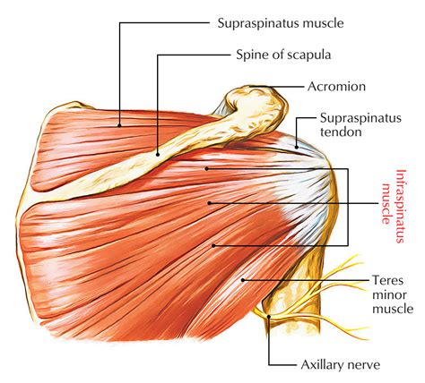Infraspinatus Muscle Attachments Actions Innervation