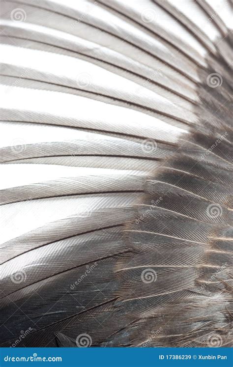 Bird Wing Texture Royalty Free Stock Images Image 17386239