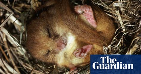 Native animals of britain are defined as those animals that either colonized the british islands during the ice age or those. Endangered and threatened species in the UK | Environment | The Guardian