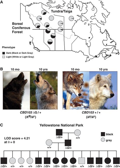 Molecular And Evolutionary History Of Melanism In North American Gray