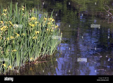 Water Plants On A River Bank Stock Photo Royalty Free Image 28582866