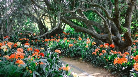 The Clivias At Babylonstoren