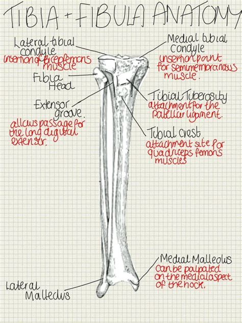 Tibia And Fibula Anatomy For Exams Anatomy Vet Medicine Vet School