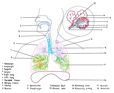 How To Draw The Human Respiratory System Steps With Pictures