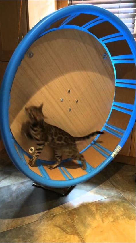 Pin on pet diy cats running wheel from cardboard cat exercise game trainer for you by wall how to make a build projects everyone tree 7 incredible indoor wheels styletails 10 best plans easy follow. This cat exercise wheel is perfect for any cats but especially for bengals! Homemade, under 100 ...