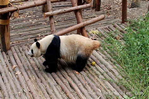 Pandas In Chengdu China Stephen Bugno Flickr