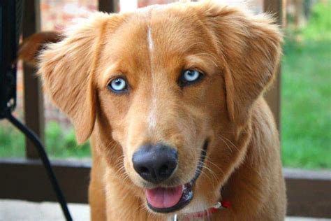 Golden Retriever Puppies With Blue Eyes Bessler Ouncoung