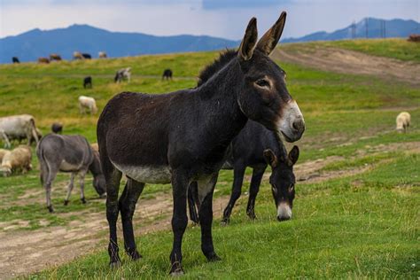 10 Types Of Donkey Breeds With Pictures Pet Keen