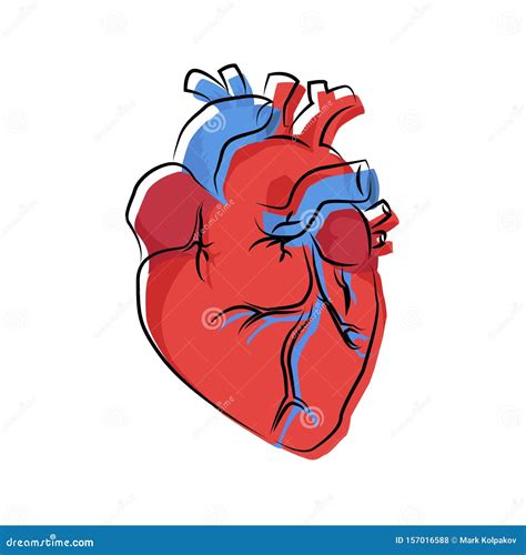 Human Heart Organ Illustration With Offset Contour Stock Vector