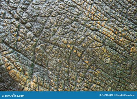 Dinosaur Skin Texture Stock Photo Image Of Cement Plaster 147100488