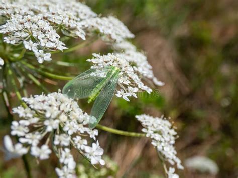 Macro Shot Of Small Delicate Insect Green Lacewing Common Lacewing