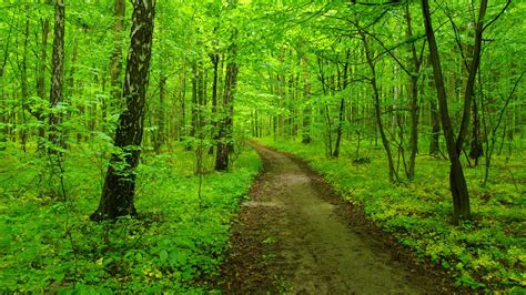 Sand Path Between Green Trees In Forest 4k Hd Nature Wallpapers Hd