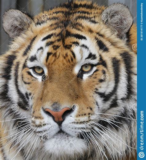 Bengal Tiger Close Up Portrait Of An Adult Predator Stock Image