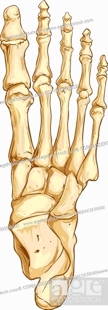 Vector Illustration Of A Medical Foot Bone Anatomy Stock Vector