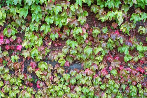 Climbing Plant Ivy Leaves On The Brick Wall Turning Into Autumn Stock