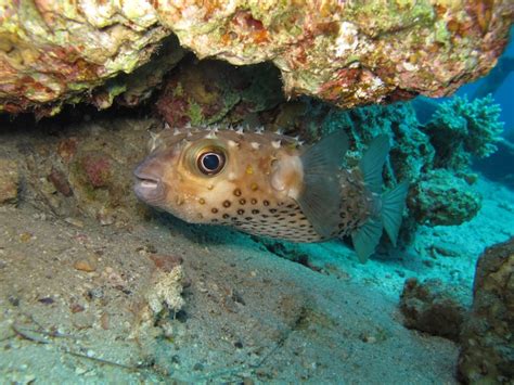 Download Digital Photo A Puffer Fish In The Coral Reefs Of Etsy