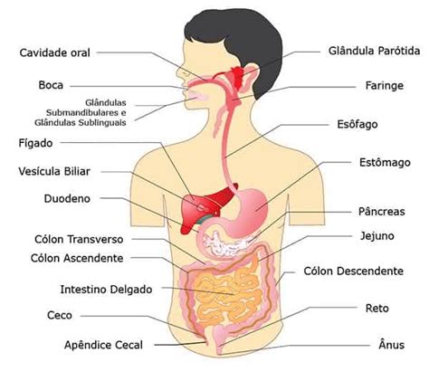 Sistema Digestório Fisiologia Revisão Biologia Enem