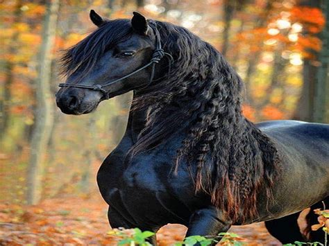 Black Stallion Horse Wallpaper