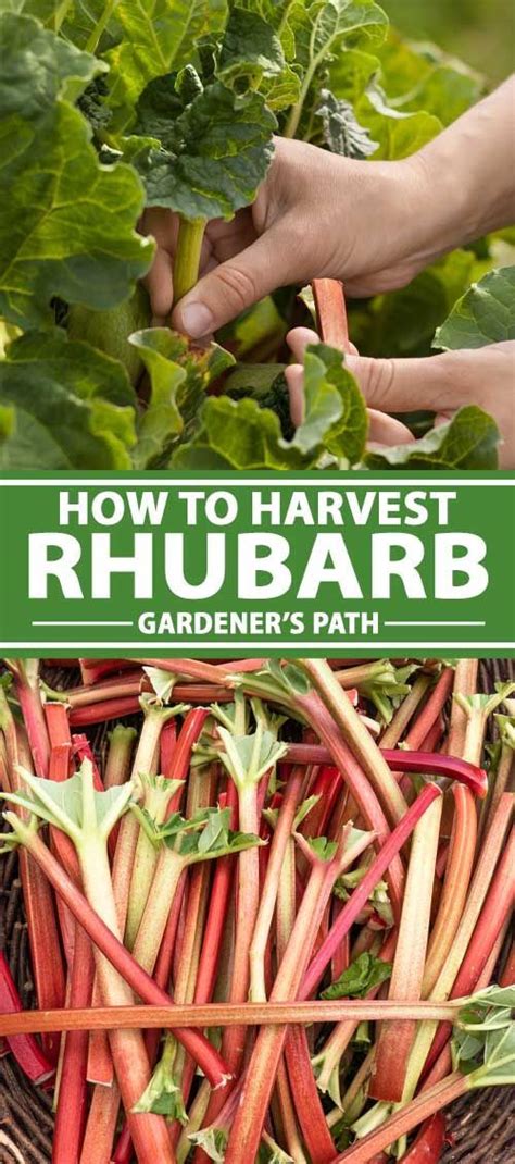 When And How To Harvest Rhubarb Gardeners Path Growing Rhubarb